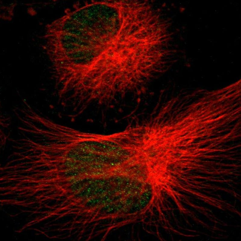 gamma Sarcoglycan Antibody - BSA Free Immunocytochemistry/ Immunofluorescence: gamma Sarcoglycan Antibody - BSA Free [NBP1-90299]