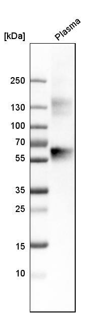 Serpin A1/alpha 1-Antitrypsin Antibody - BSA Free Western Blot: Serpin A1/alpha 1-Antitrypsin Antibody - BSA Free [NBP1-90309]