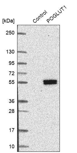 Protein O-Glucosyltransferase 1/POGLUT1/KTELC1 Antibody - BSA Free Western Blot: Protein O-Glucosyltransferase 1/POGLUT1/KTELC1 Antibody - BSA Free [NBP1-90311]