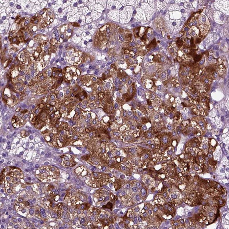 Secretogranin V Antibody - BSA Free Immunohistochemistry: Secretogranin V Antibody - BSA Free [NBP1-90312]