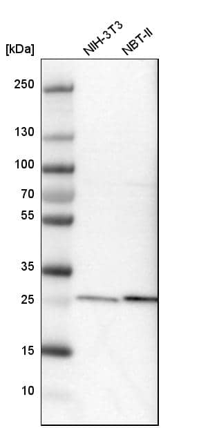Calpain S1 Antibody - BSA Free Western Blot: Calpain S1 Antibody - BSA Free [NBP1-90329]