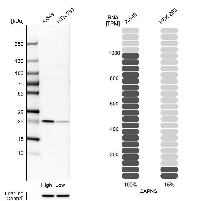Calpain S1 Antibody - BSA Free Western Blot: Calpain S1 Antibody - BSA Free [NBP1-90329]
