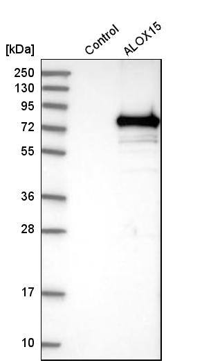 15-Lipoxygenase 1 Antibody - BSA Free Western Blot: 15-Lipoxygenase 1 Antibody - BSA Free [NBP1-90336]