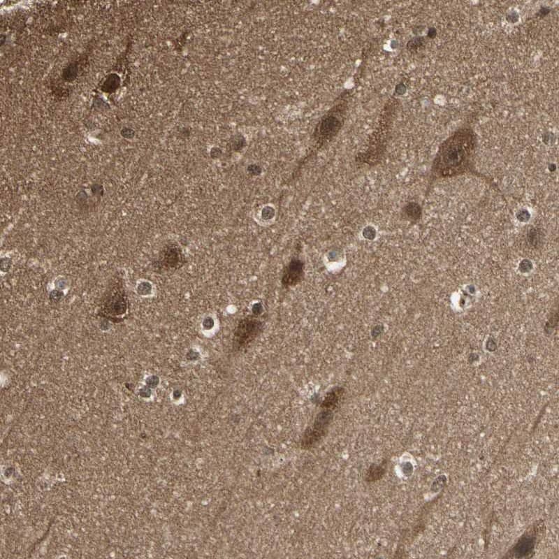 14-3-3 tau/theta Antibody - BSA Free Immunohistochemistry-Paraffin: 14-3-3 tau/theta Antibody [NBP1-90337]