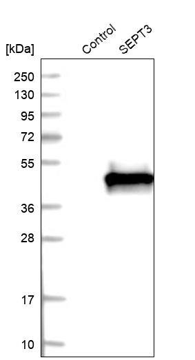 Septin-3 Antibody - BSA Free Western Blot: Septin-3 Antibody - BSA Free [NBP1-90339]