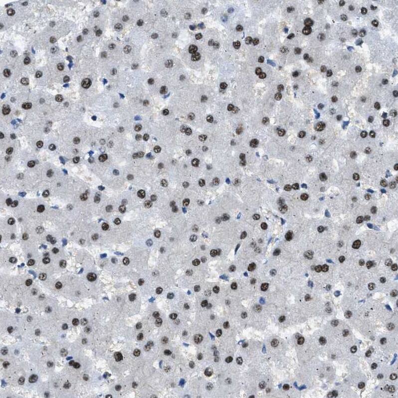 Zeta Opioid Receptor Antibody - BSA Free Immunohistochemistry: Zeta Opioid Receptor Antibody - BSA Free [NBP1-90340]