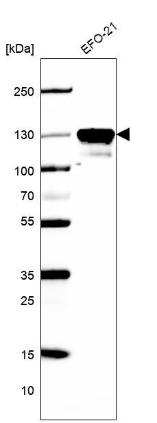 Cadherin-6/KCAD Antibody - BSA Free Western Blot: Cadherin-6/KCAD Antibody - BSA Free [NBP1-90347]