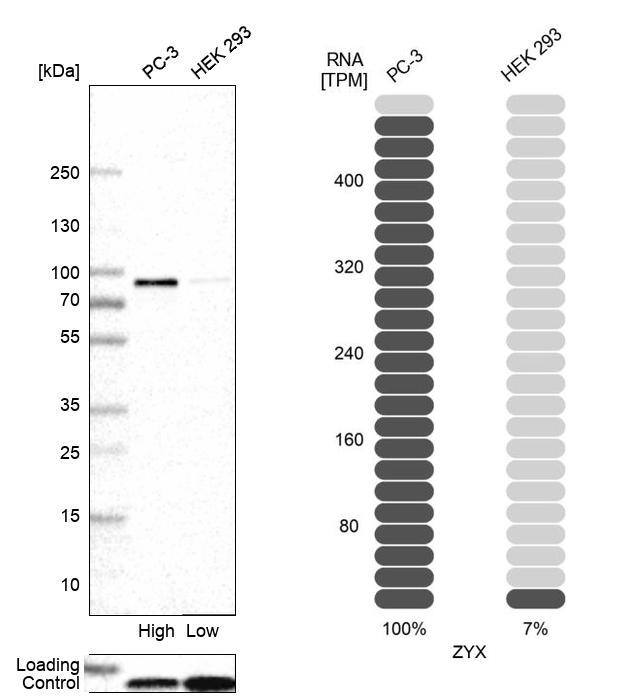 Zyxin Antibody - BSA Free Western Blot: Zyxin Antibody - BSA Free [NBP1-90349]
