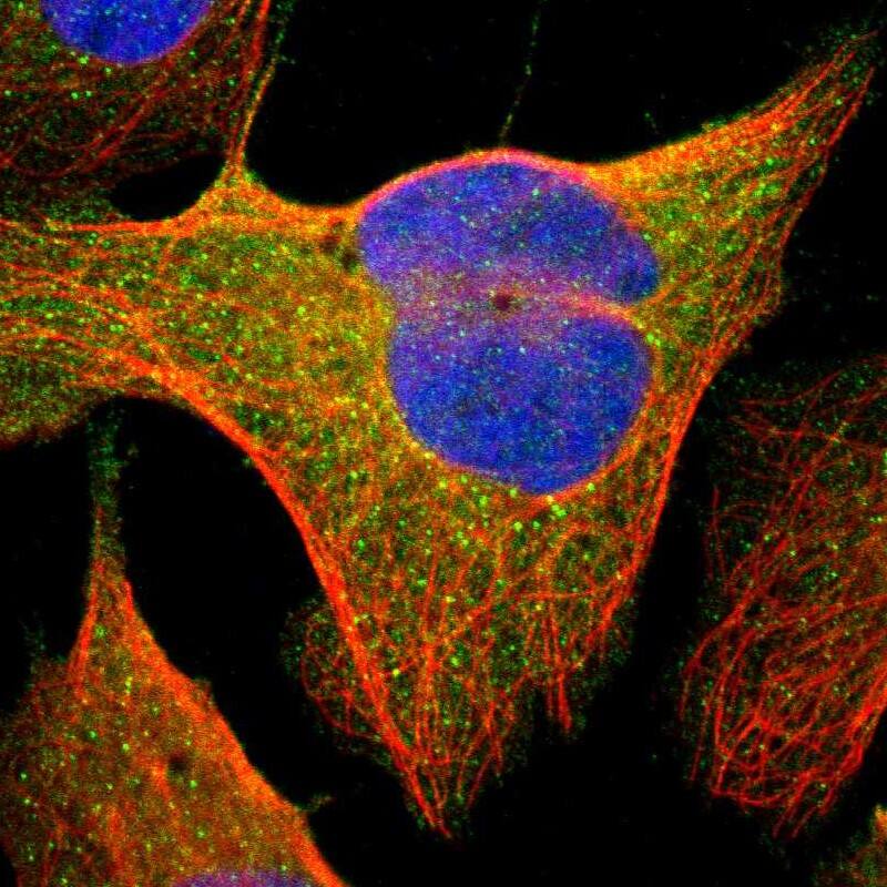PKC delta Antibody - BSA Free Immunocytochemistry/ Immunofluorescence: PKC delta Antibody [NBP1-90351]