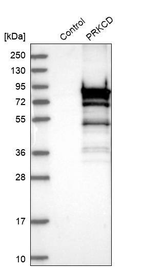 PKC delta Antibody - BSA Free Western Blot: PKC delta Antibody - BSA Free [NBP1-90351]