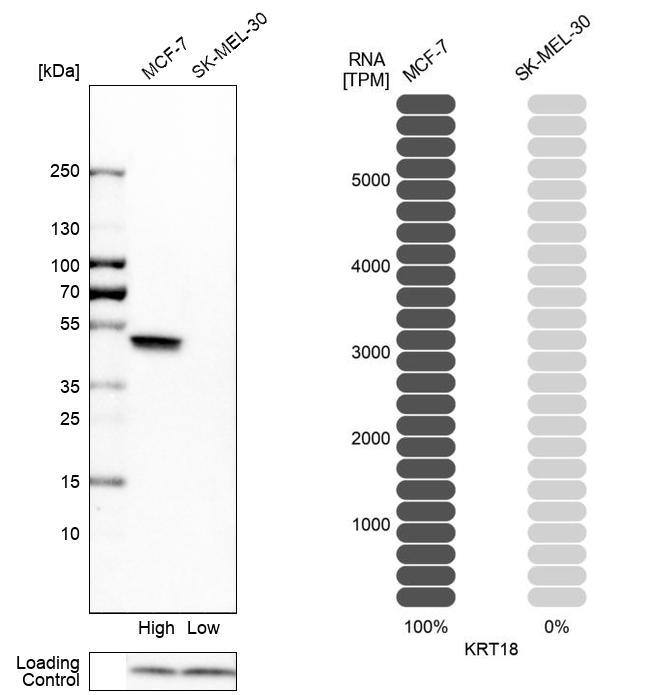Cytokeratin 18 Antibody - BSA Free Western Blot: Cytokeratin 18 Antibody - BSA Free [NBP1-90353]