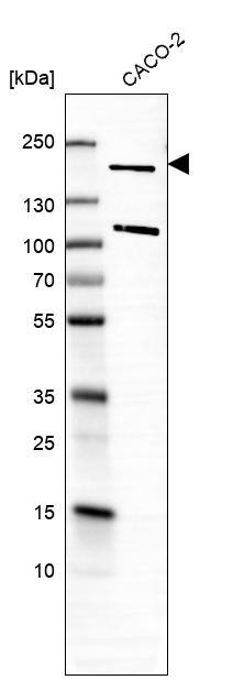 Gemin 5 Antibody - BSA Free Western Blot: Gemin 5 Antibody - BSA Free [NBP1-90354]
