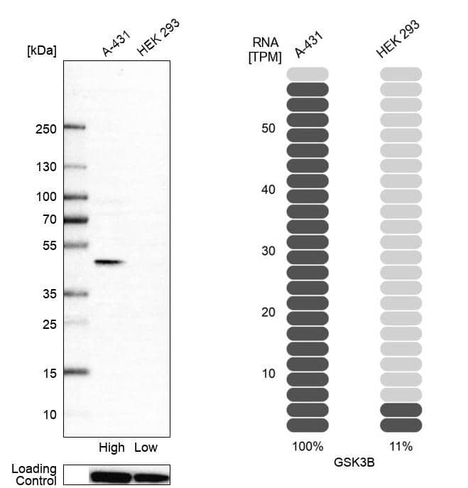 GSK-3 beta Antibody - BSA Free Western Blot: GSK-3 beta Antibody - BSA Free [NBP1-90359]