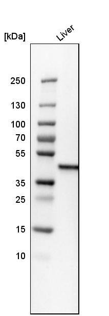 Cystathionase Antibody - BSA Free Western Blot: Cystathionase Antibody - BSA Free [NBP1-90362]