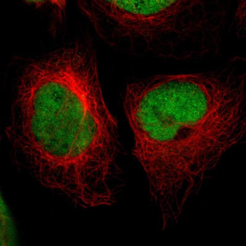 CREB Antibody - BSA Free Immunocytochemistry/ Immunofluorescence: CREB Antibody - BSA Free [NBP1-90364]
