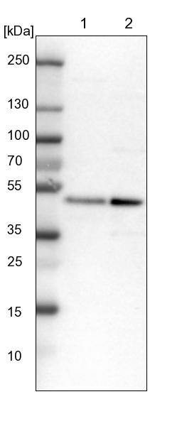 CREB Antibody - BSA Free Western Blot: CREB Antibody - BSA Free [NBP1-90364]