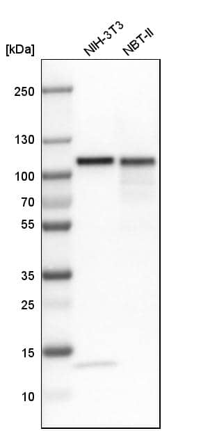 Topoisomerase I Antibody - BSA Free Western Blot: Topoisomerase I Antibody - BSA Free [NBP1-90365]
