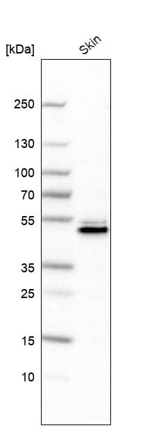 PA2G4/EBP1 Antibody - BSA Free Western Blot: PA2G4/EBP1 Antibody - BSA Free [NBP1-90369]