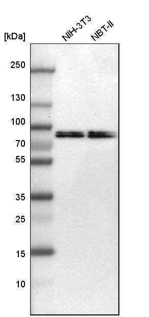 Moesin Antibody - BSA Free Western Blot: Moesin Antibody - BSA Free [NBP1-90372]