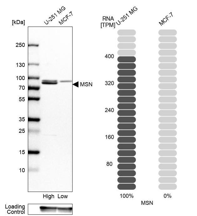 Moesin Antibody - BSA Free Western Blot: Moesin Antibody - BSA Free [NBP1-90372]