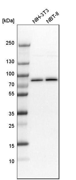 Moesin Antibody - BSA Free Western Blot: Moesin Antibody - BSA Free [NBP1-90373]