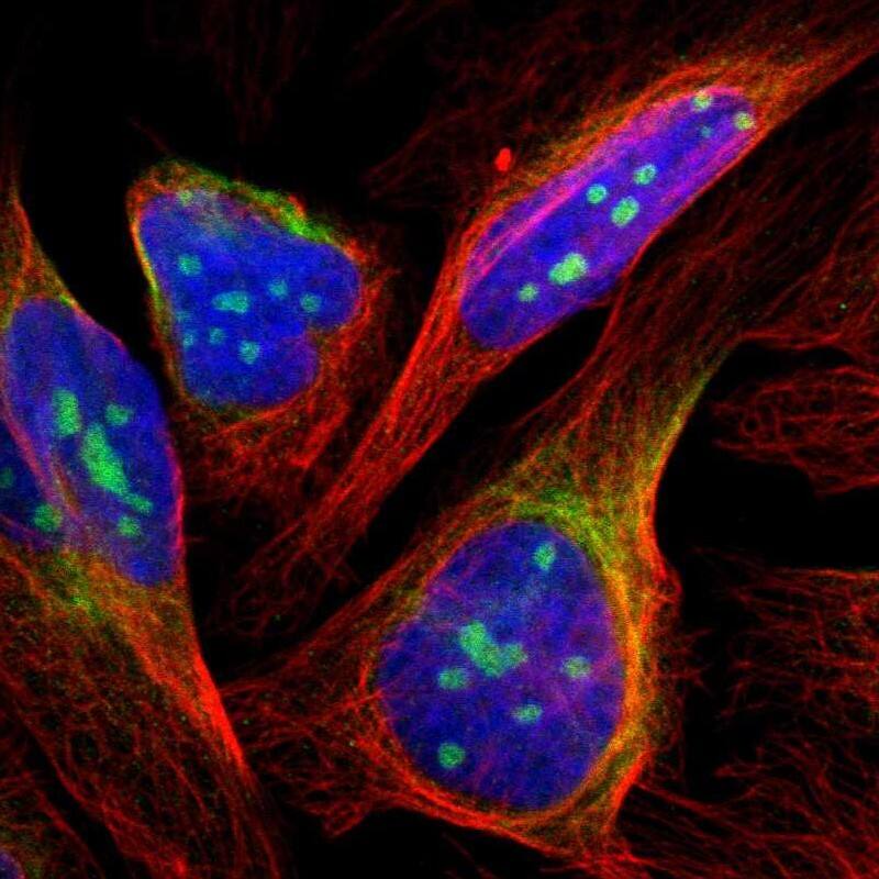 RESF1 Antibody - BSA Free Immunocytochemistry/ Immunofluorescence: RESF1 Antibody [NBP1-90427]
