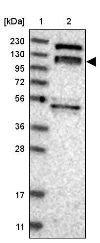 ARHGEF10L Antibody - BSA Free Western Blot: ARHGEF10L Antibody - BSA Free [NBP1-90431]