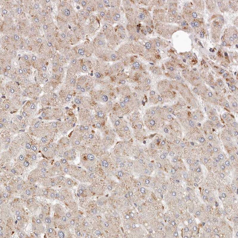 ARHGEF10L Antibody - BSA Free Immunohistochemistry: ARHGEF10L Antibody - BSA Free [NBP1-90433]