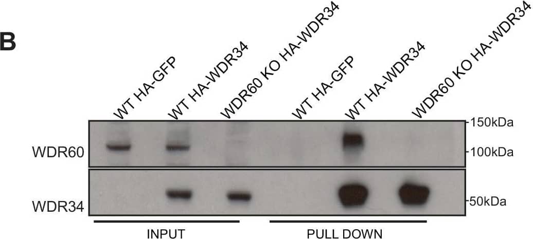 WDR60 Antibody