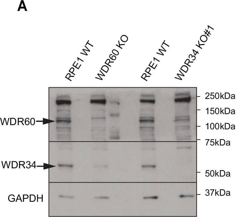 WDR60 Antibody
