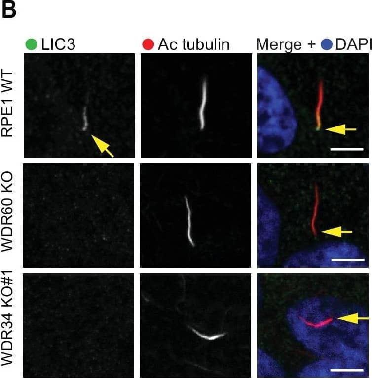 WDR60 Antibody
