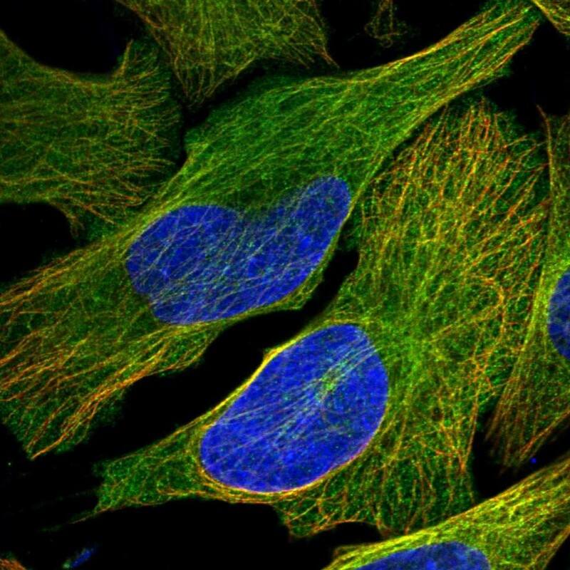 KIF26B Antibody - BSA Free Immunocytochemistry/ Immunofluorescence: KIF26B Antibody [NBP1-90443]