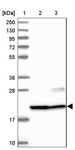 C9orf40 Antibody - BSA Free Western Blot: C9orf40 Antibody - BSA Free [NBP1-90447]