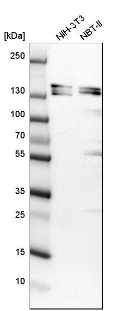 SH3PXD2A Antibody - BSA Free Western Blot: SH3PXD2A Antibody - BSA Free [NBP1-90454]