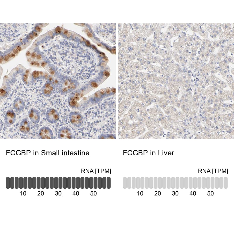 FCGBP Antibody - BSA Free Immunohistochemistry: FCGBP Antibody - BSA Free [NBP1-90462]