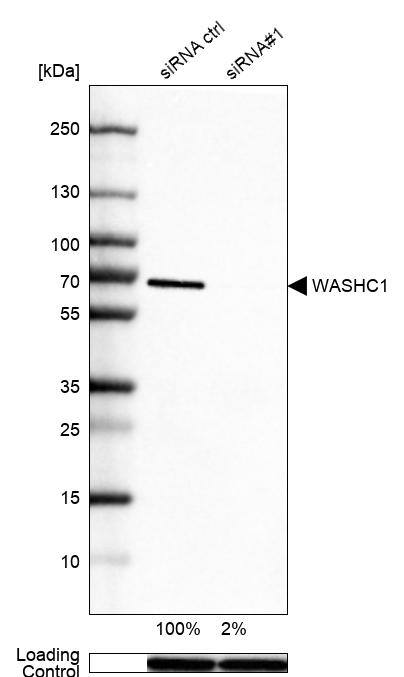 WASHC1 Antibody - BSA Free Western Blot: WASHC1 Antibody - BSA Free [NBP1-90464]
