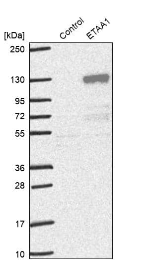 ETAA1 Antibody - BSA Free Western Blot: ETAA1 Antibody - BSA Free [NBP1-90473]