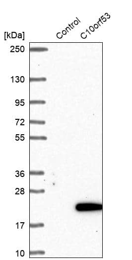 C10orf53 Antibody - BSA Free Western Blot: C10orf53 Antibody - BSA Free [NBP1-90476]