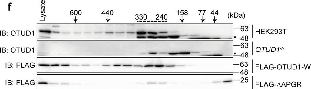 OTUD1 Antibody - BSA Free