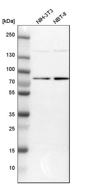 DNAJC14 Antibody - BSA Free Western Blot: DNAJC14 Antibody - BSA Free [NBP1-90488]