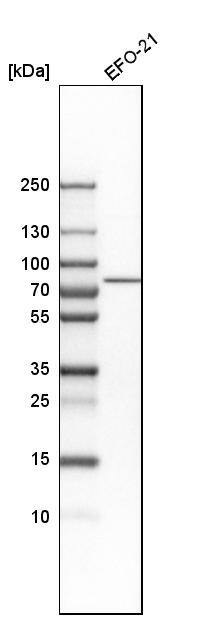 DNAJC14 Antibody - BSA Free Western Blot: DNAJC14 Antibody - BSA Free [NBP1-90488]