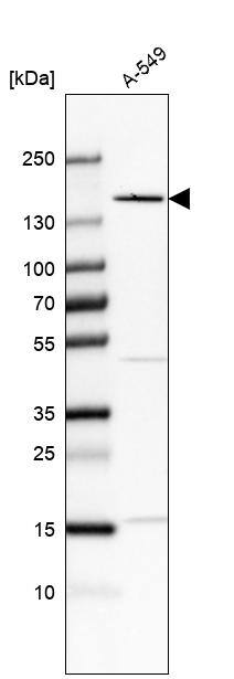 FNDC3B Antibody - BSA Free Western Blot: FNDC3B Antibody - BSA Free [NBP1-90495]