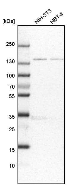 FNDC3B Antibody - BSA Free Western Blot: FNDC3B Antibody - BSA Free [NBP1-90495]