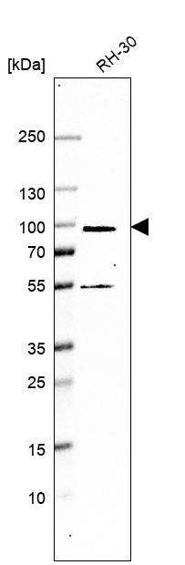 NOL11 Antibody - BSA Free Western Blot: NOL11 Antibody - BSA Free [NBP1-90522]