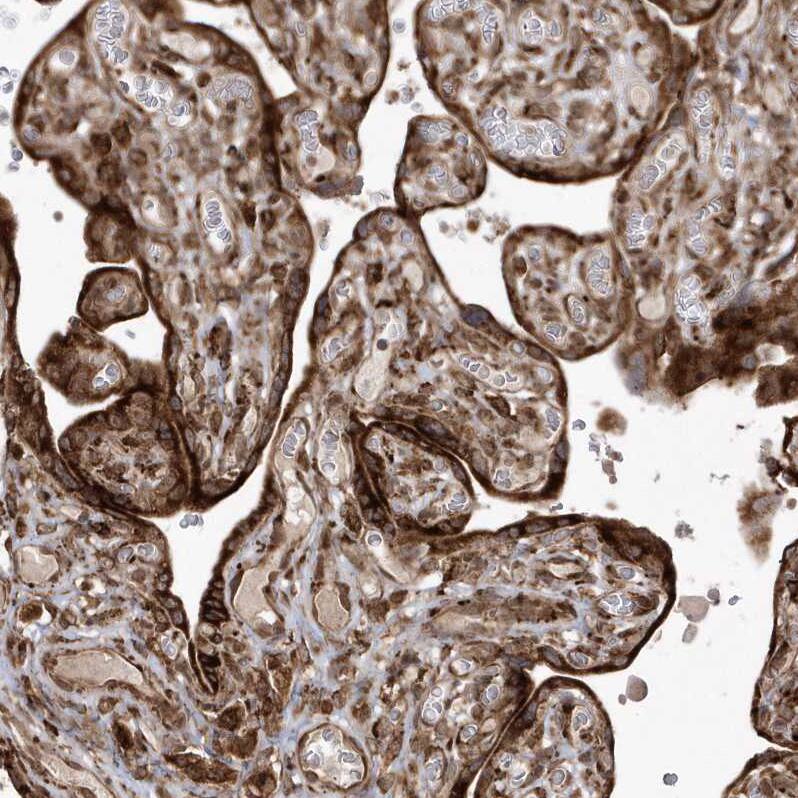EPC2 Antibody - BSA Free Immunohistochemistry: EPC2 Antibody - BSA Free [NBP1-90523]