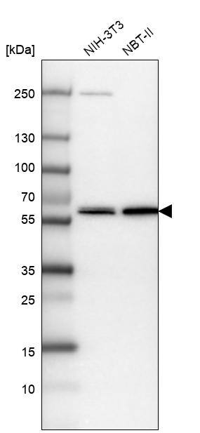 VWA9 Antibody - BSA Free Western Blot: VWA9 Antibody - BSA Free [NBP1-90524]
