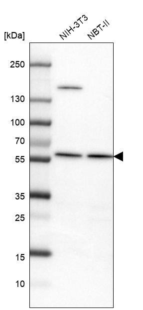 VWA9 Antibody - BSA Free Western Blot: VWA9 Antibody - BSA Free [NBP1-90525]