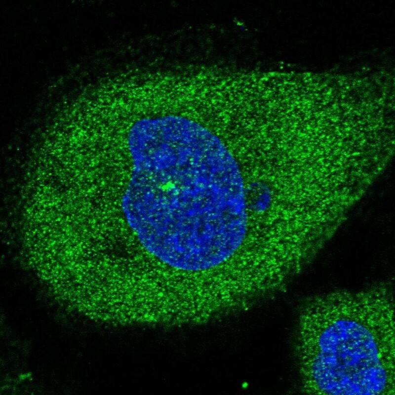 XTP12 Antibody - BSA Free Immunocytochemistry/ Immunofluorescence: XTP12 Antibody - BSA Free [NBP1-90533]