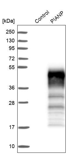PANP/PILR alpha associated neural protein Antibody - BSA Free Western Blot: PANP/PILR alpha associated neural protein Antibody - BSA Free [NBP1-90541]