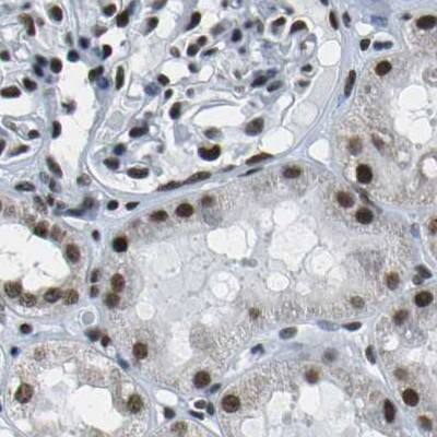 NSRP1 Antibody - BSA Free Immunohistochemistry-Paraffin: NSRP1 Antibody [NBP1-90548]